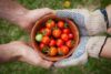 Sharing tomatoes