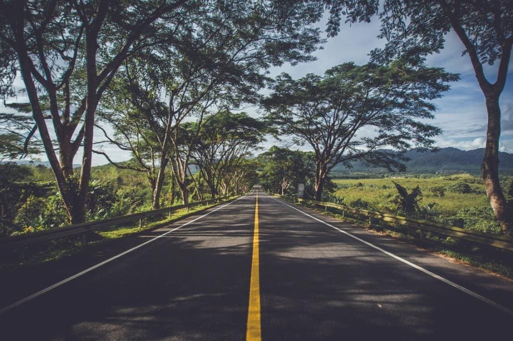 Road with trees