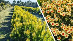 Australian Wildflowers 55kW solar project